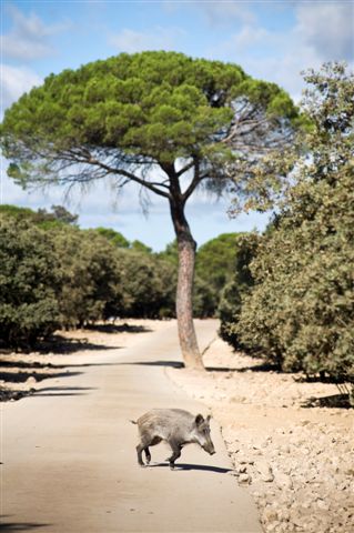 Fauna Sendero de las Cañadas